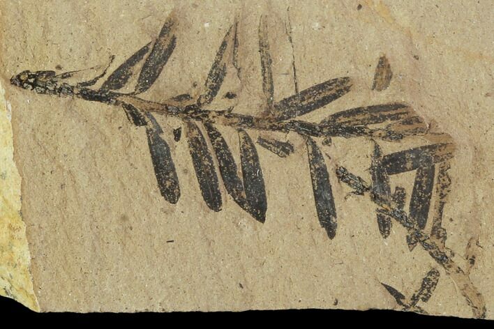 Metasequoia (Dawn Redwood) Fossils - Montana #102337